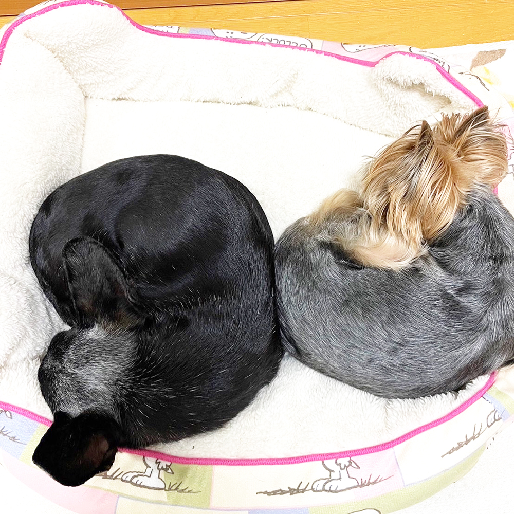 卒業犬あんなちゃんの近況♪